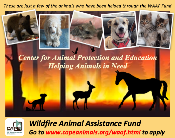 CENTER FOR ANIMAL PROTECTION & EDUCATION - Center for Animal Protection &  Education